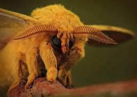 bizarre animal creatures that really exist 38 pics bizarre animals weird animals funny looking animals