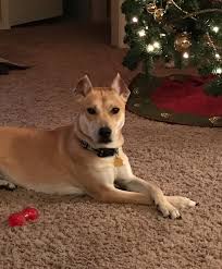 Black And Tan Shiba Inu Mix Instagram Post By Sophie Samus Aran Reynolds Dec 12 2016 At 5 48pm Utc Marley Dog Hybrid Dogs Samus Aran