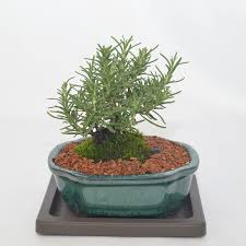 Image result for rosemary bonsai