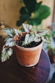 How to grow begonias outdoors. Begonia Guide How To Take Care Of A Begonia Plant