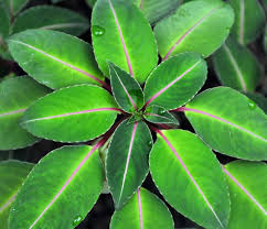 Image result for Impatiens purpureoviolacea