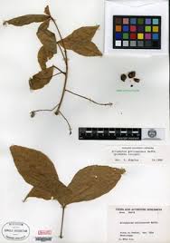 Image result for Allophylus lastoursvillensis