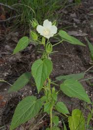 Image result for Hibiscus rhabdotospermus