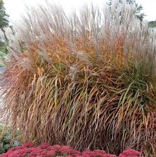 Image result for Miscanthus violaceus