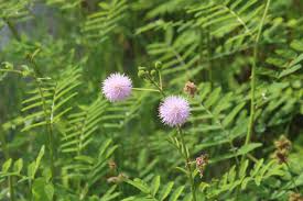 Image result for Mimosa pigra