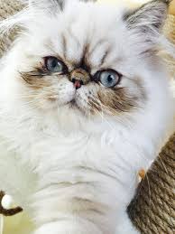 Pin On Adam Eve Hira Alice Alvin Exotic Shorthair Persian Cat