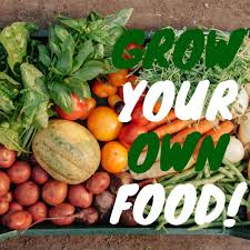 We did not find results for: Green Environmental Wallpaper Eco Friendly Quotes Grow Your Own Food An Idea To Help Na Green Environment Environmentally Friendly Living Grow Your Own Food
