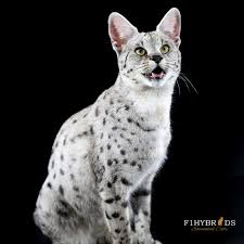 Save $945 on cheap cars for sale in oregon. Savannah Cat Breeders Savannah Cats Bengal Cats For Sale
