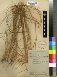 Image result for Andropogon africanus