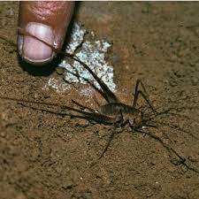 Camels form the genus camelus. Exhausted Hadenoecus Cave Cricket Does Not Respond To Touch And Is Download Scientific Diagram