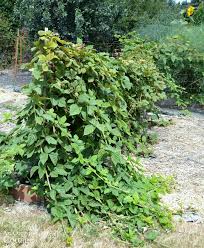 Shop now & save up to 23% when you browse our wide variety of fruit trees & more! 5 Reasons To Grow Triple Crown Thornless Blackberries An Oregon Cottage