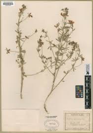 Image result for Lotus namulensis