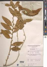 Image result for Opilia amentacea