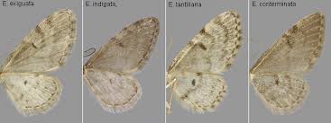 Image result for Eupithecia conterminata