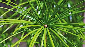 Pine Japanese Umbrella Grown By You