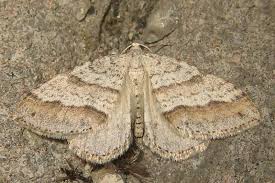 Image result for Mesotype parallelolineata