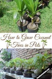 How To Grow Coconut Trees In Pots Potted Trees Fruit Garden Coconut Tree
