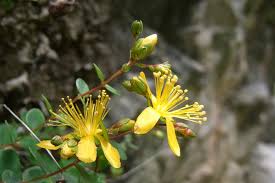 Image result for Hypericum quartinianum