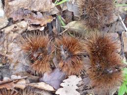 compagni e compagne di strada e di viaggio ex compagni di viaggio (  splinder )