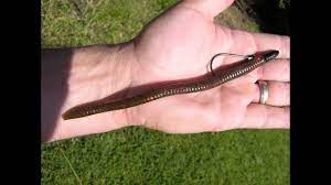 Howto Rig And Fish Texas Rigged Worms And Also How To Tie A Fishing Knot Fishing Knots Bass Fishing Bass Fishing Videos