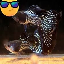 Ikan hias komet comet goldfish mas air tawar: Ikan Hias Banjarbaru Startseite Facebook