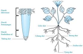 Bentuk akar ini menyesuaikan dengan kebutuhan fungsi akar terhadap tumbuhan dengan sulur akan bergerak menuju bagian sumber air. Struktur Dan Fungsi Akar Pada Tumbuhan Gambar