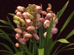 シンビジューム の 種類