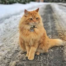 Black And White Orange Cat Pin By Velislava Nikolova On Kitty Cat Warrior Cats Orange Cats Happy Animals