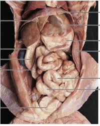 Maybe you would like to learn more about one of these? Cat Digestive System Diagram Quizlet