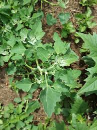 Image result for Chenopodium opulifolium