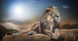 11 Wallpaper Animal Hd Wild Animals Hd Wallpapers Wallpaper Cave Download Best 3d Animal Wallpap Wild Animal Wallpaper Animal Wallpaper Lion Hd Wallpaper