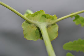 Image result for Histiopteris incisa