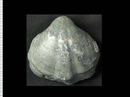 Image result for Pentadesma reyndersii