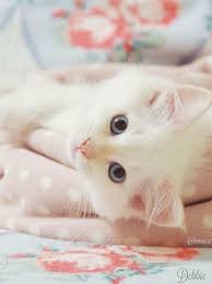 A Positively Beautiful Blog 2 Pretty Cats Cute Animals Cute Cats