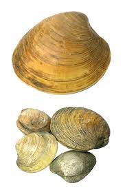 Transparent Seashells Png Picture Sea Shells Pictures Free Clip Art