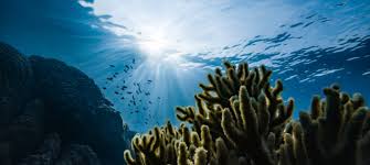 World oceans day reminds every one of the major role the oceans have in everyday life. T5jata Bjrw9om