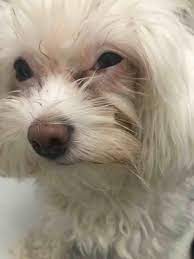 My Dog S Eye Got Scratched By A Cat Today I Went To The Vet And He Said It S A Corneal Scratch And Gave Me An Antibiotic And Some Eye Petcoach