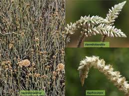 Image result for Hermbstaedtia