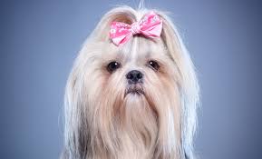 We did not find results for: Top 10 Best Small Dog Breeds