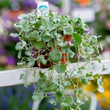 Image result for Dichondra