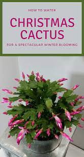 Pin On Christmas Cactus