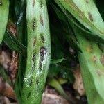 Image result for Loxogramme