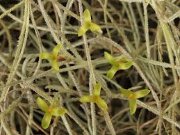 Beard moss (usually uncountable, plural beard mosses). Tillandsia Usneoides Spanish Moss World Of Flowering Plants