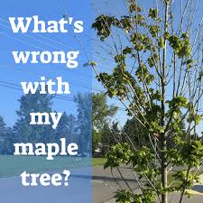 Inadequate water or sunlight, freeze damage, or mealy bugs can stress your cactus and lead to a sagging. 13 Common Maple Tree Problems And Diseases Dengarden