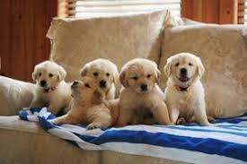 Maybe you would like to learn more about one of these? Paradise Golden Retriever Breeding Valrico Florida Lab Puppies Golden Retriever Golden Puppy