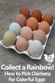 The story has appeared in several adaptations, starting with 1973's dr. Rainbow Dozen Plan For Colorful Eggs From Your Flock