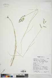 Image result for Eragrostis echinochloidea