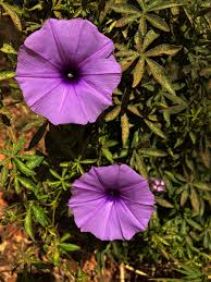 Image result for Ipomoea cairica