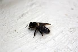 Your bee hovers stock images are ready. How To Stop Carpenter Bees From Destroying Your Wood Strange S Florists Greenhouses And Garden Centers Richmond Va