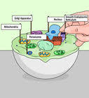 Hi everyone, in this video i show you how to draw an animal cell step by step. How To Draw An Animal Cell 11 Steps With Pictures Wikihow
